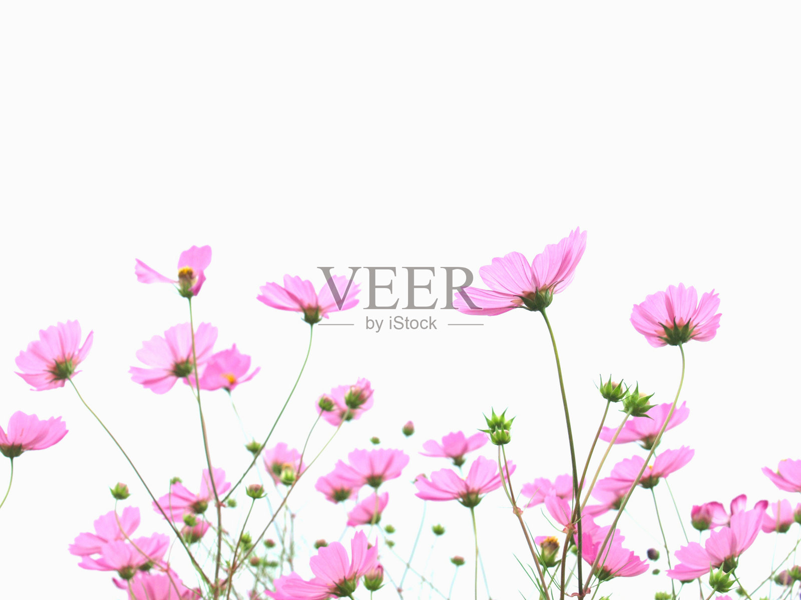 背后视角的波斯菊花朵照片摄影图片