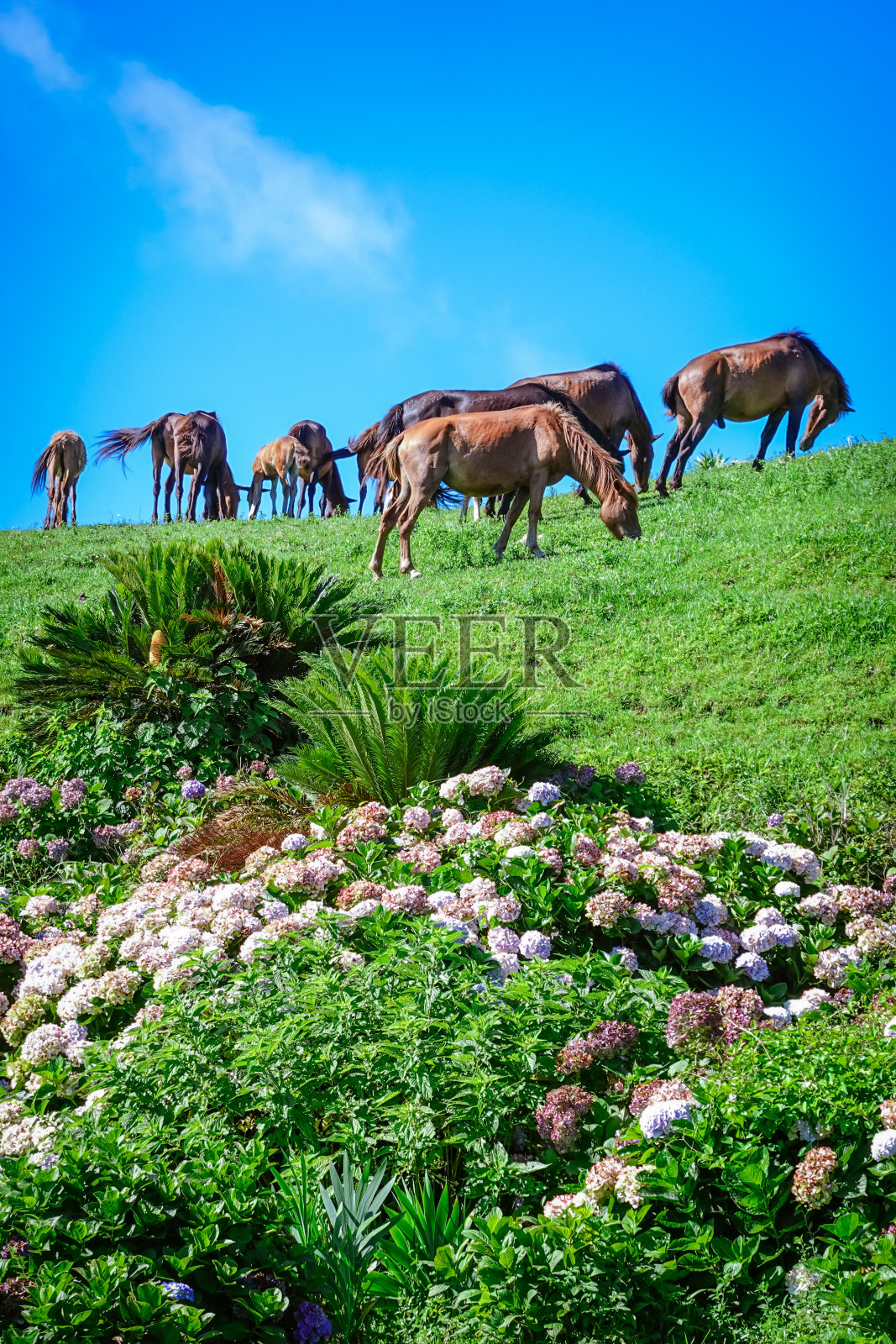 清朗的托伊角上一匹野马照片摄影图片