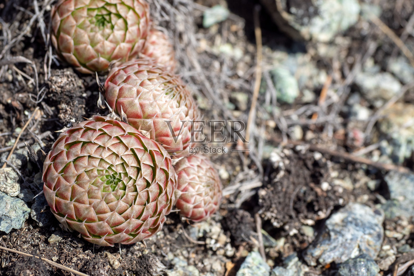 多肉植物刺花在春季的山区,有选择性聚焦。照片摄影图片