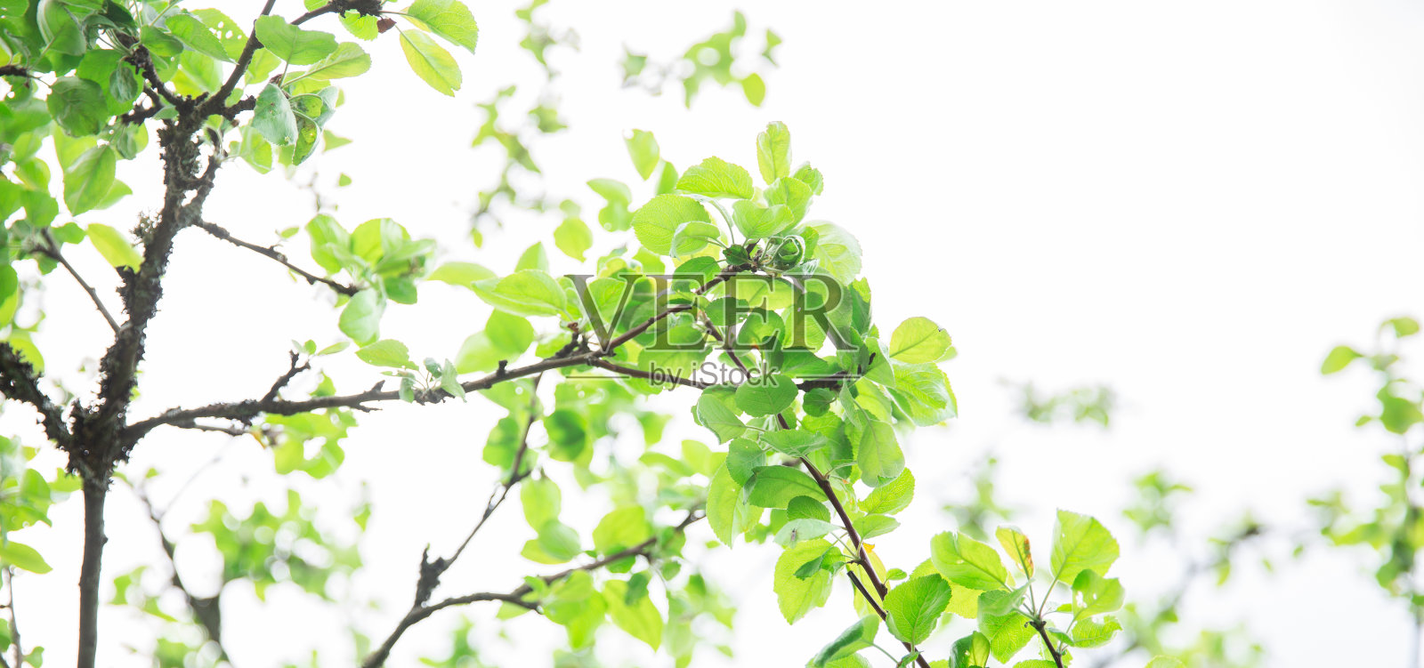 郁郁葱葱的绿叶,纯净的自然背景。榆树上的绿叶。自然春夏旗。植物对抗蓝天的概念。在白色背景上孤立的树分枝照片摄影图片