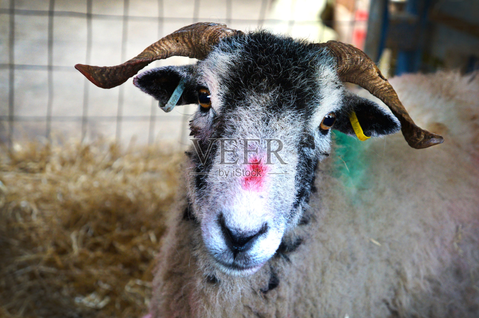 羊照片摄影图片