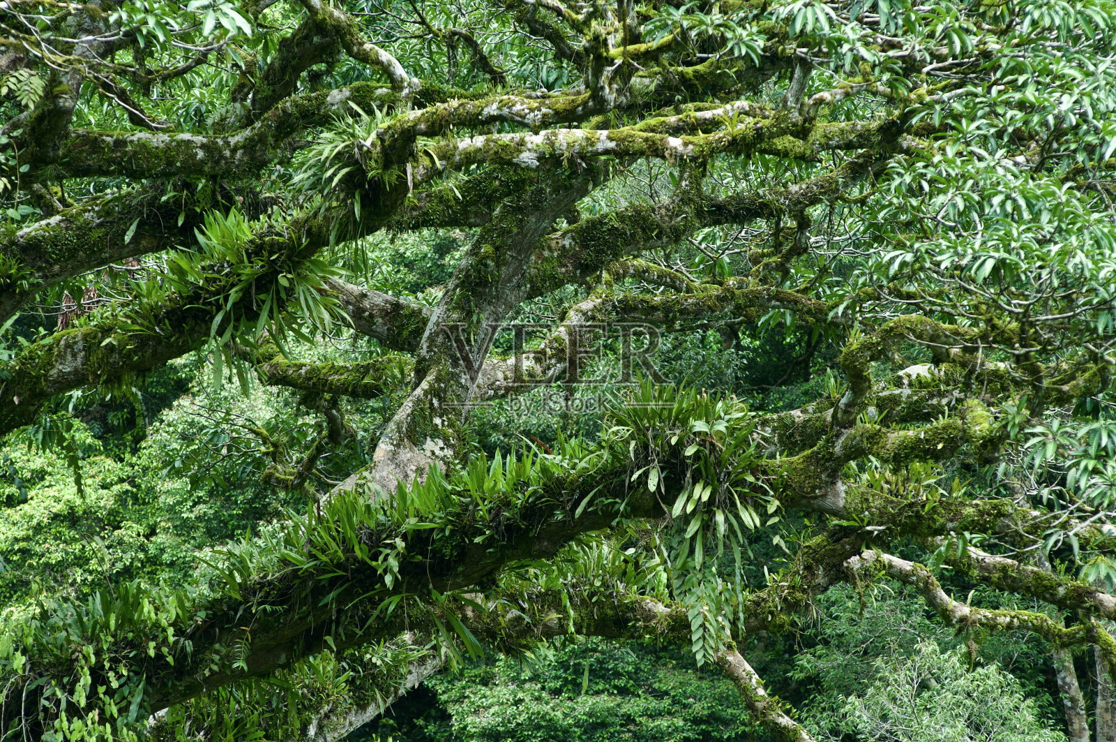 雨林树冠层结构照片摄影图片