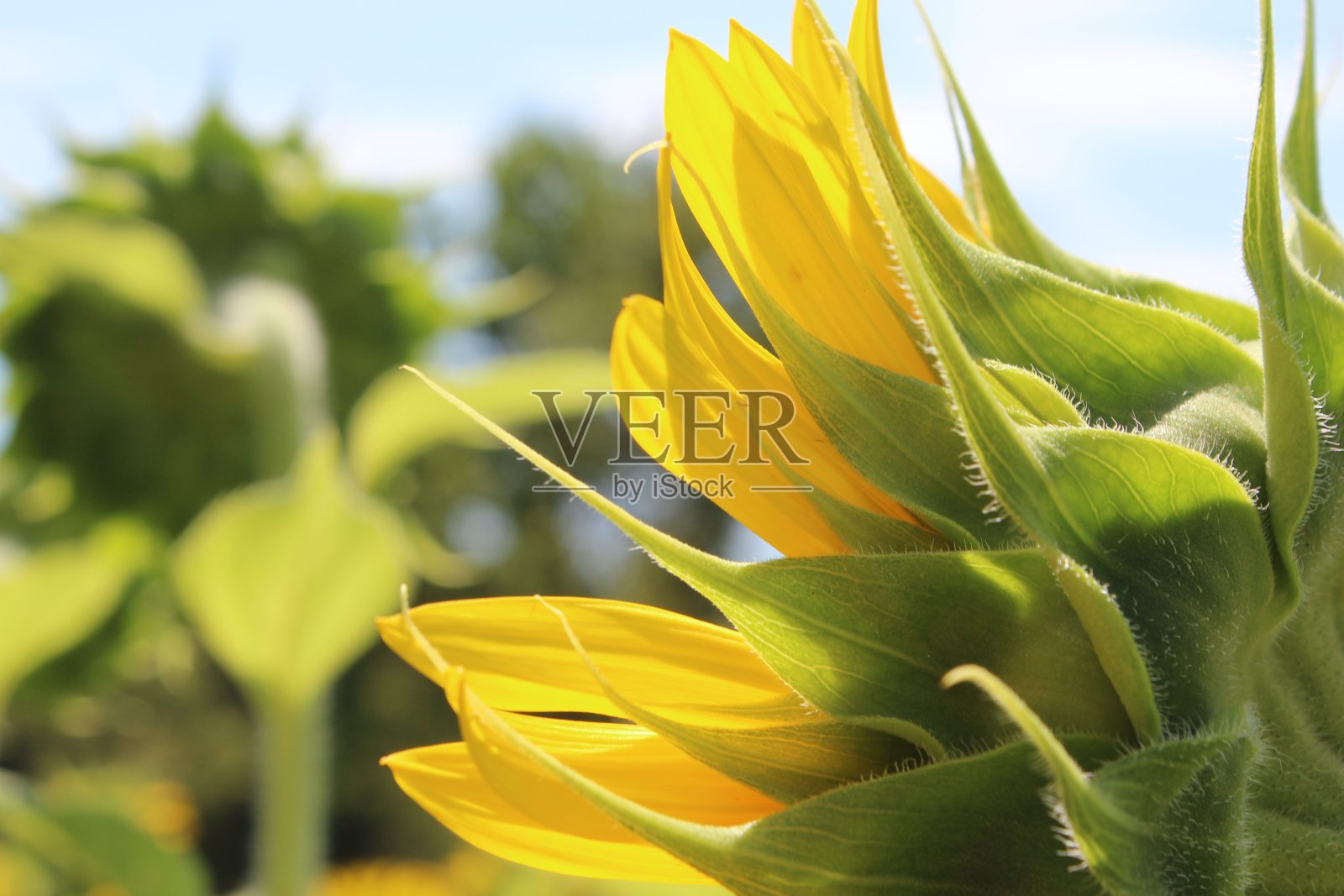 向日葵幼苗的特写照片摄影图片