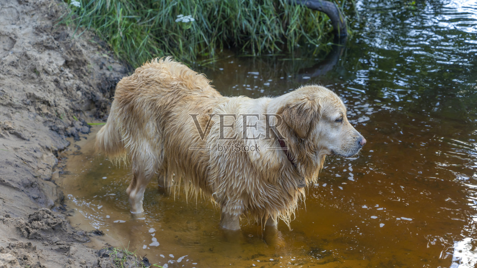 一只湿漉漉的金毛寻回犬在自然界的河床上漫步。湿黄色的拉布拉多犬洗澡后在河里。照片摄影图片