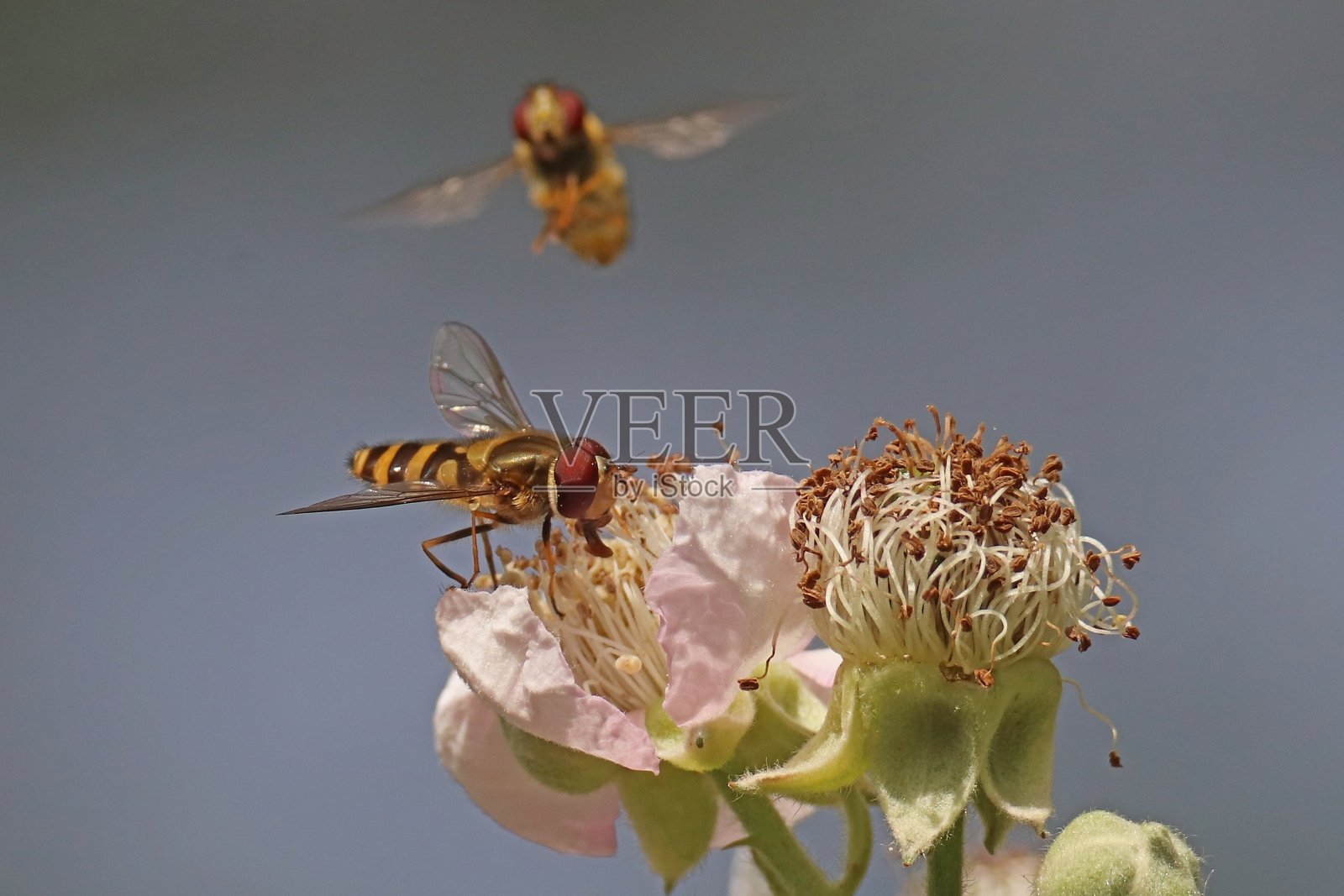 Syrphus vitripennis。照片摄影图片