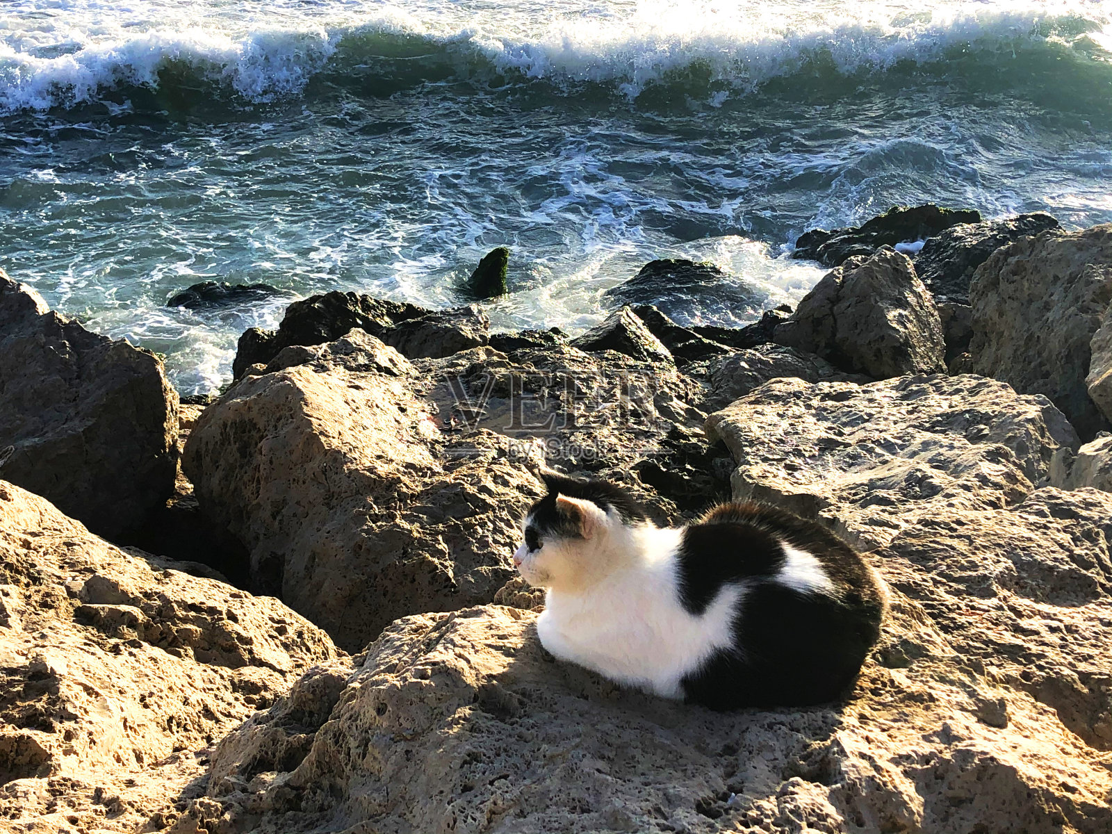 海边的猫照片摄影图片