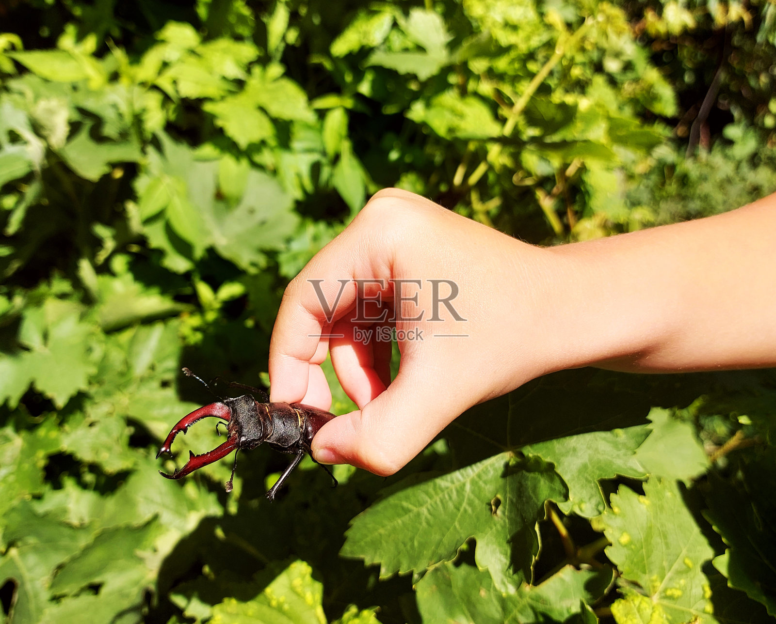 手里拿着鹿角甲虫。绿叶背景上的昆虫。孩子发现世界。照片摄影图片
