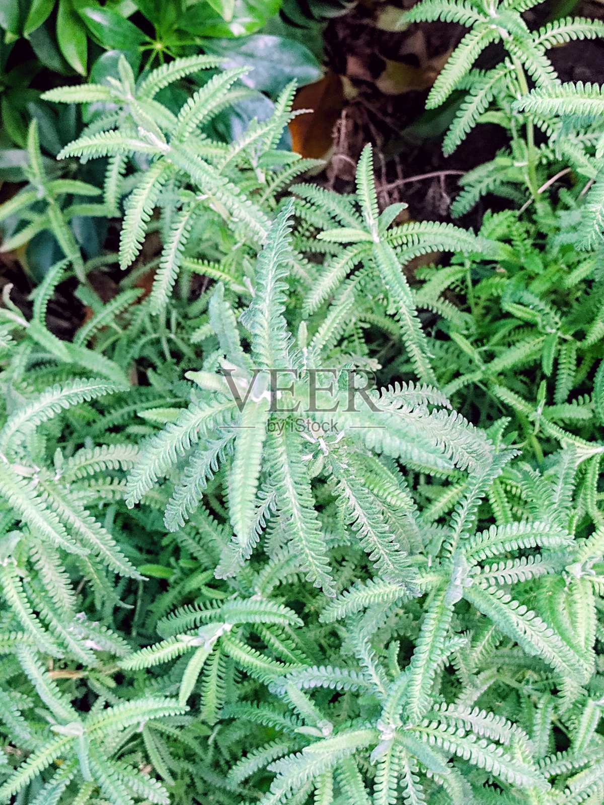 法国薰衣草照片摄影图片