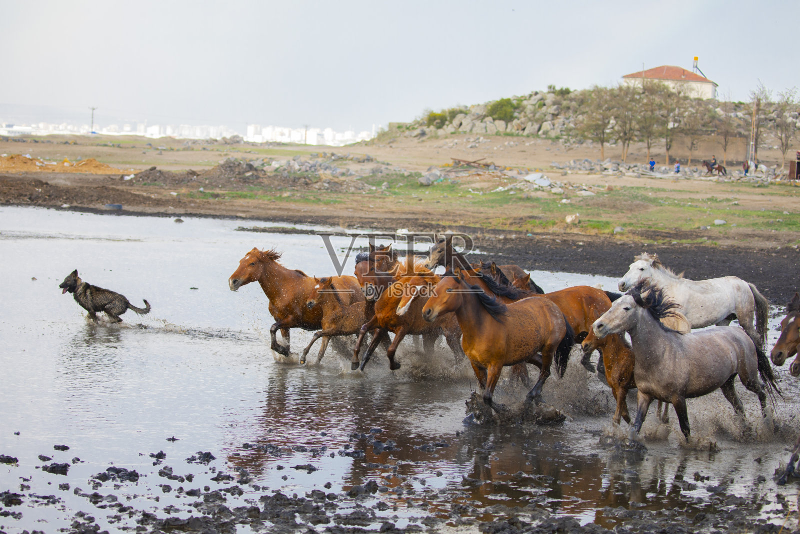 野马在雾蒙蒙的日落中奔跑。在土耳其卡帕多西亚和凯塞里之间的霍尔梅茨村附近照片摄影图片
