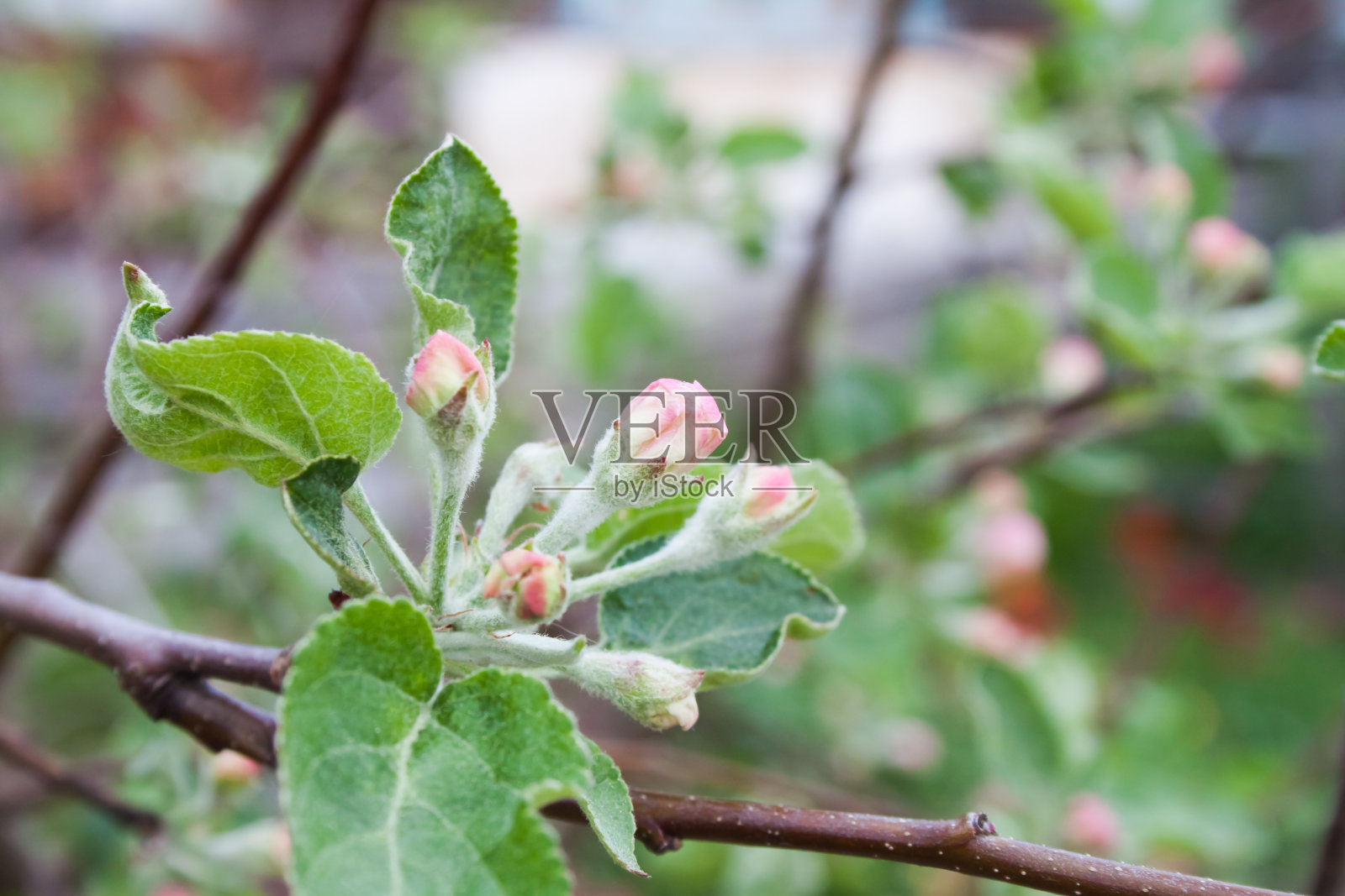 苹果树的绿叶和粉红色的花蕾在自然的背景上照片摄影图片