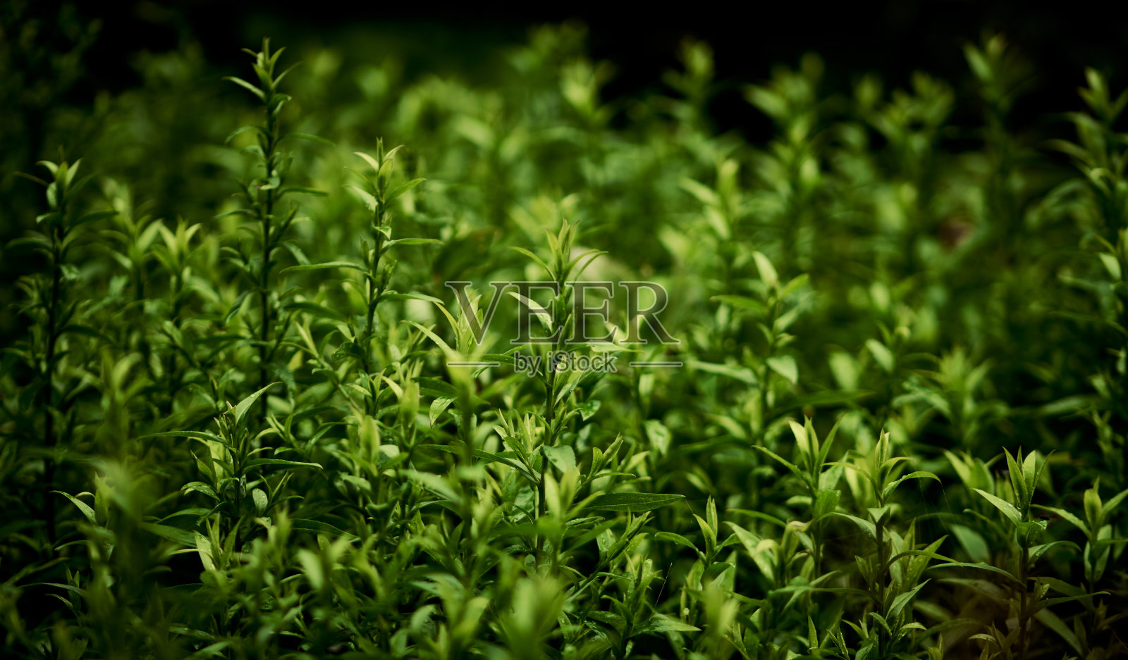 夏日花园中美丽的绿叶背景照片摄影图片