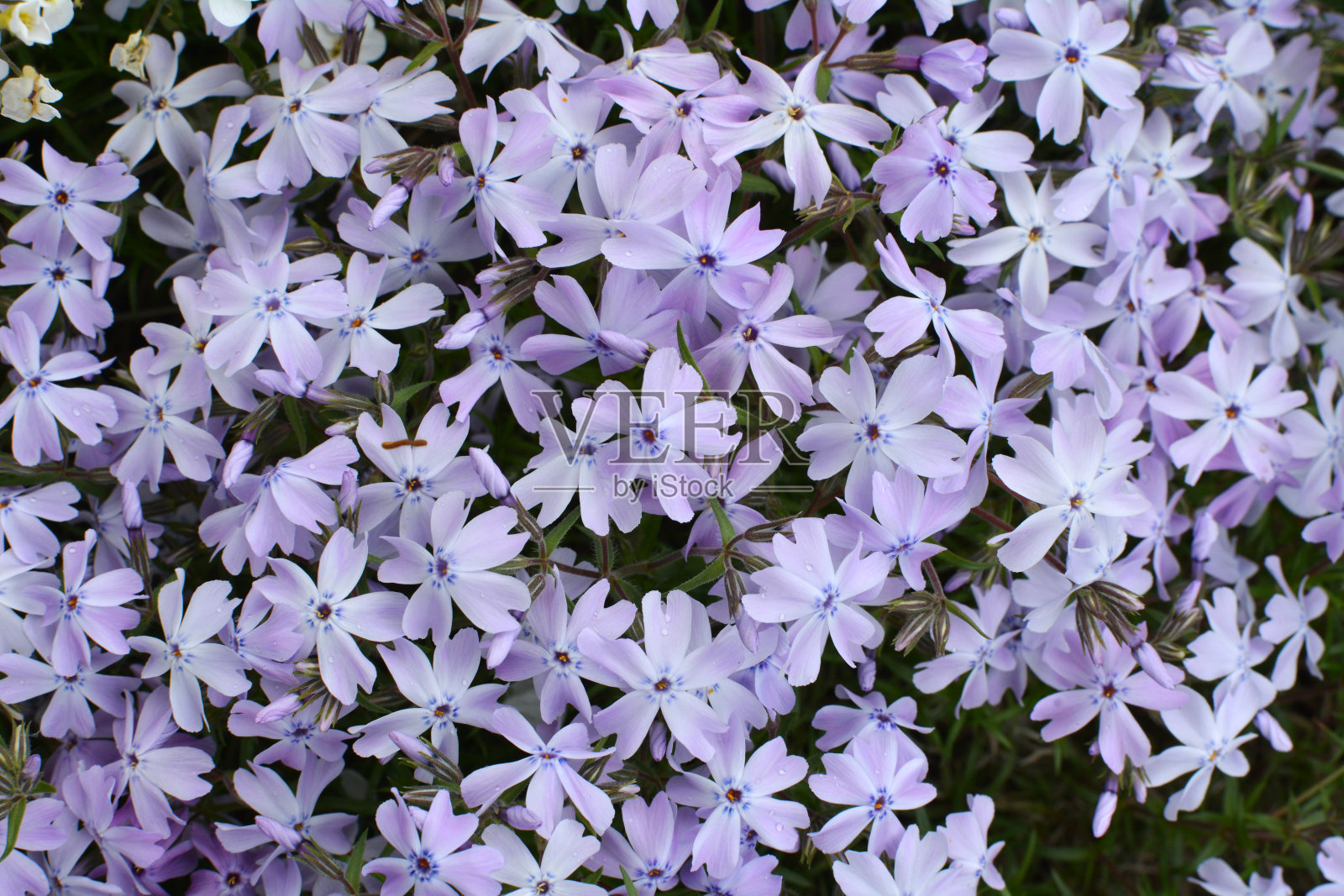 夹竹桃在花坛上开花照片摄影图片