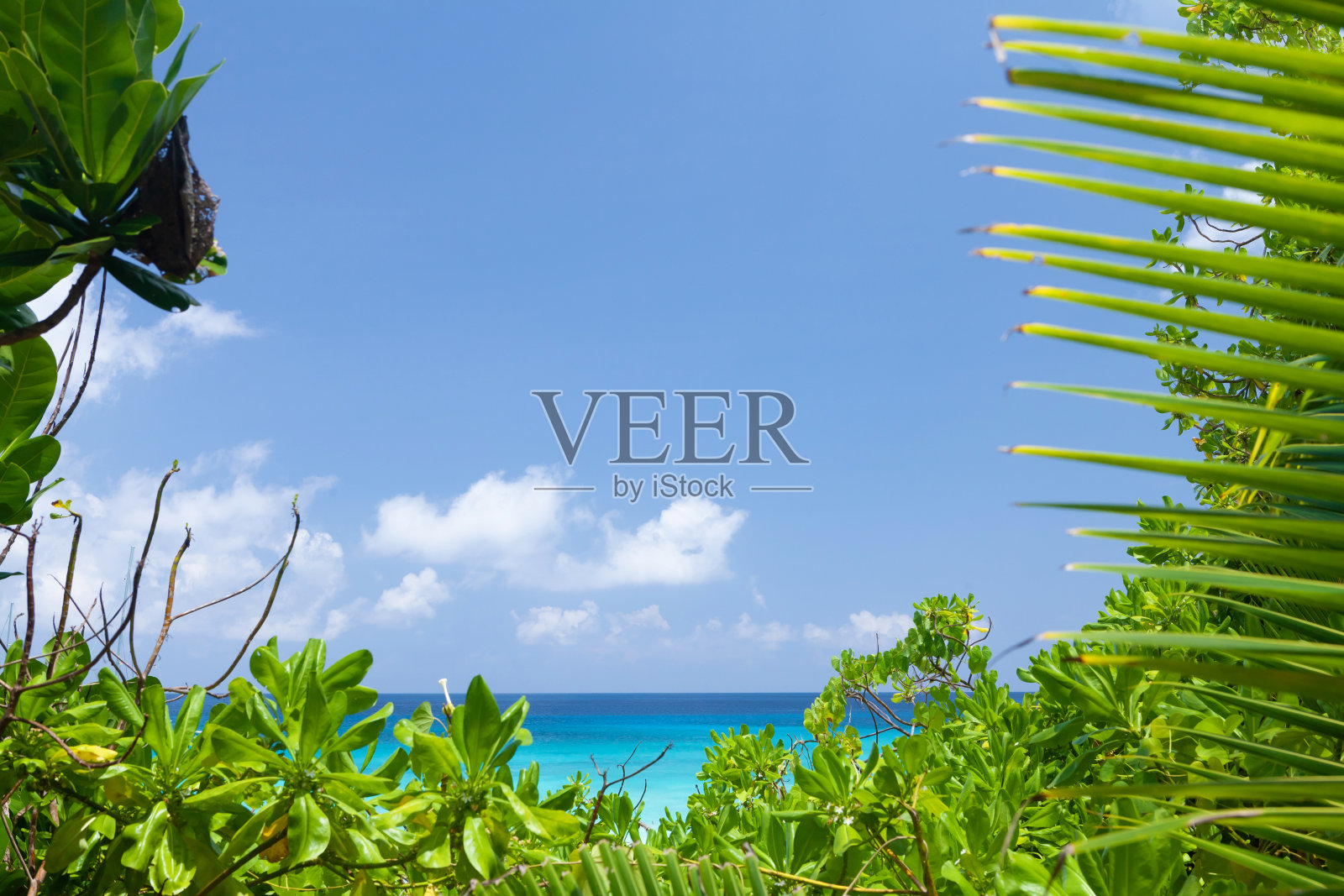 有棕榈树的热带海滩照片摄影图片