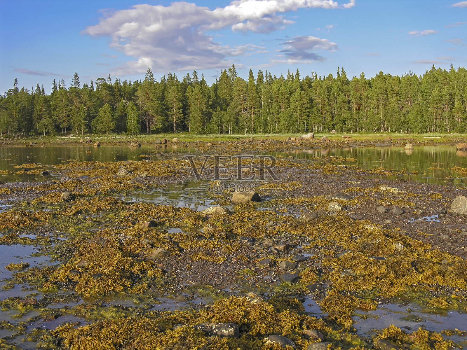 退潮时的海岸带。照片摄影图片