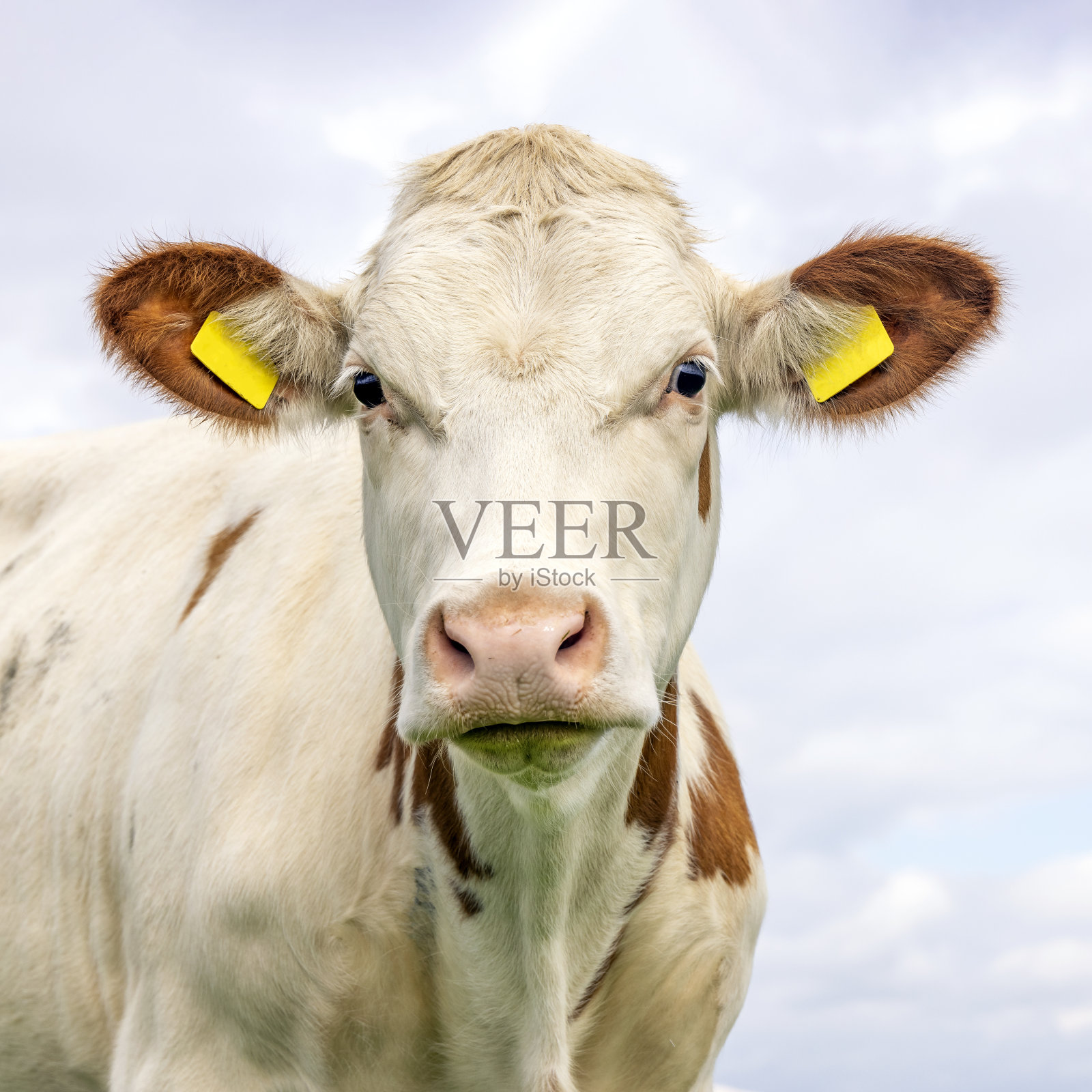 奶牛肖像,可爱的脸和冷静的美人,粉红色的鼻子和友好的表情,看着镜头照片摄影图片