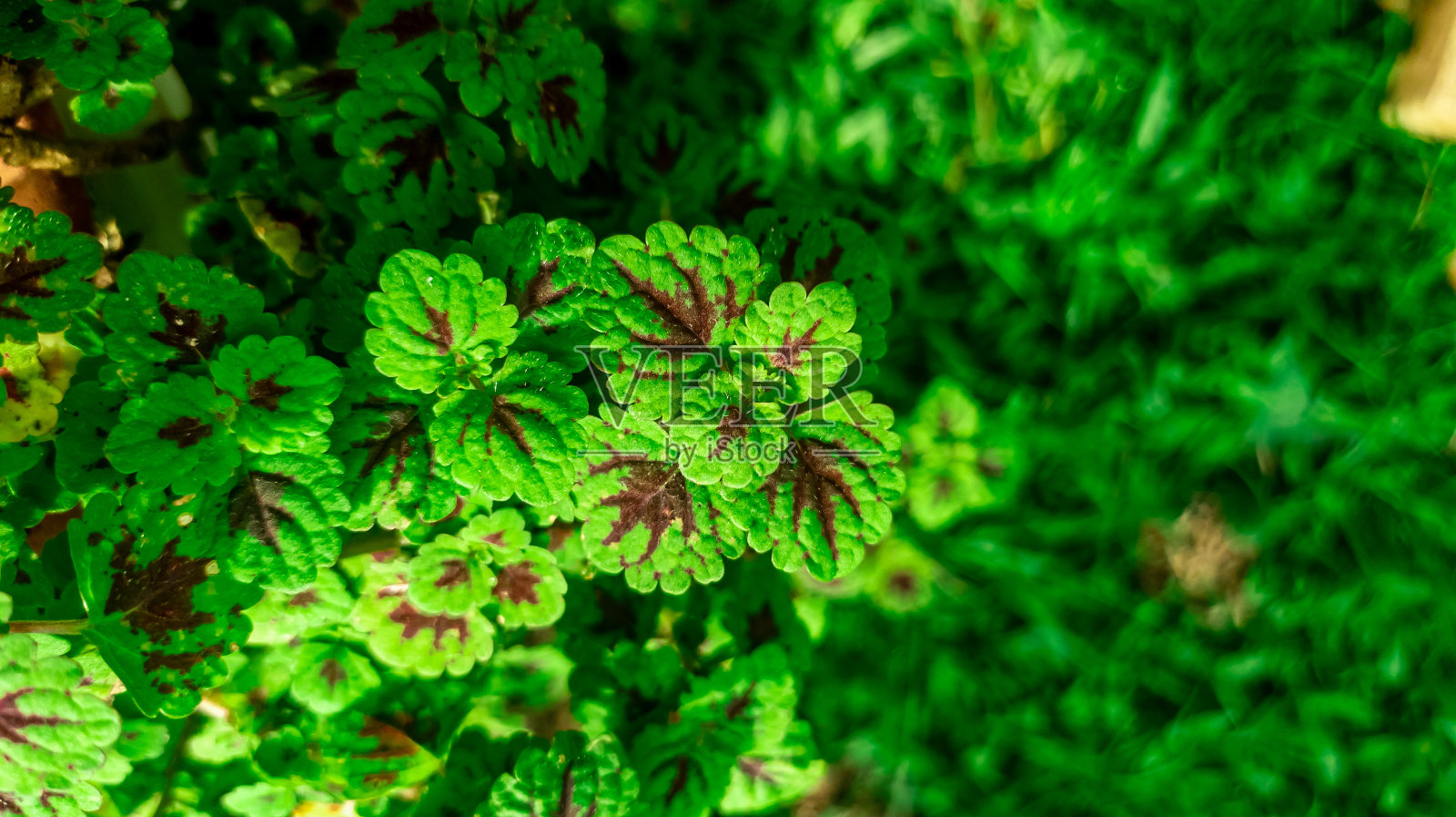 锦紫苏照片摄影图片