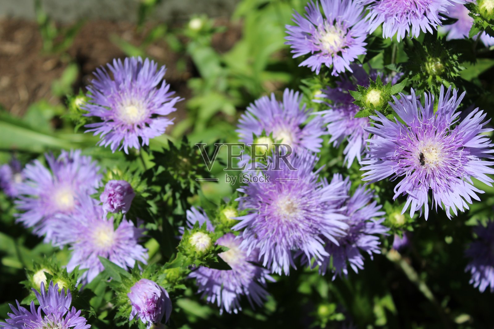 紫色的矢车菊照片摄影图片