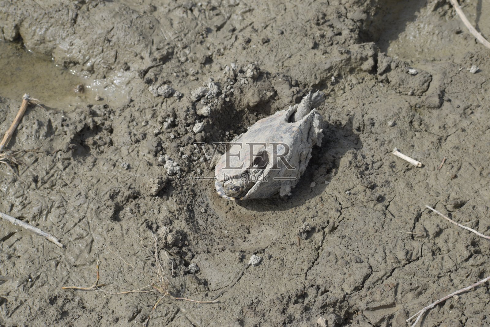 乌龟照片摄影图片