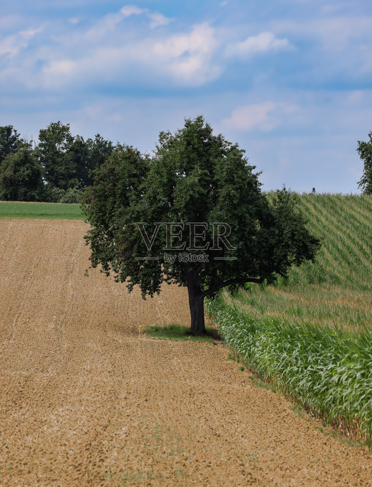 田野里的树照片摄影图片