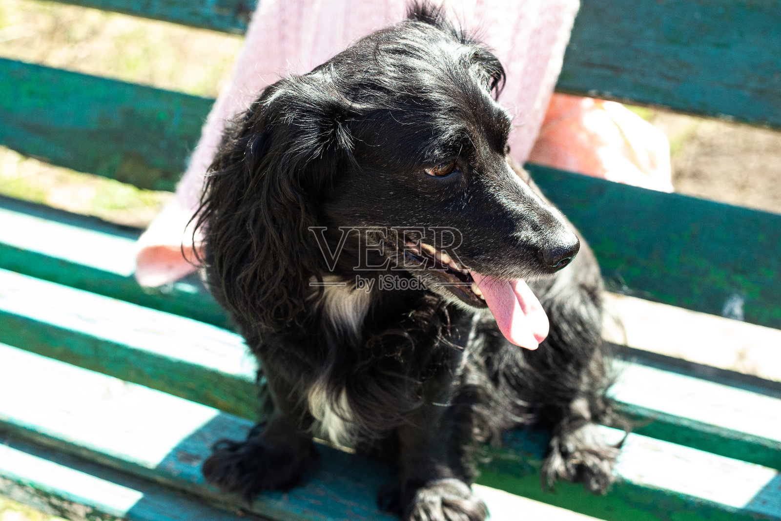 一只黑色的可卡犬坐在花园里的绿色长凳上照片摄影图片