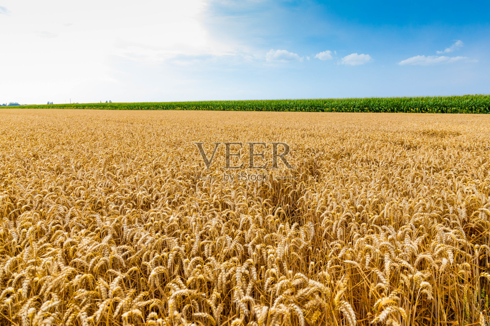 乌克兰的自然,黄色的小麦,蓝色的天空,丰收照片摄影图片