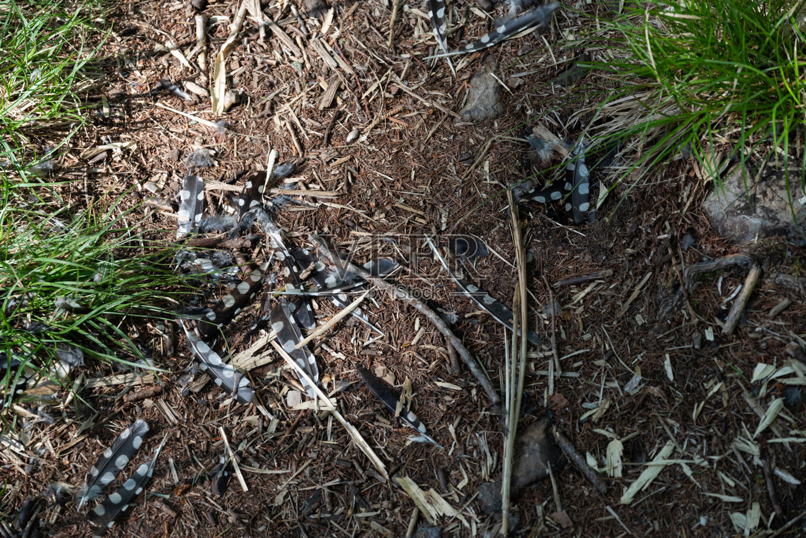 分散的鸟类羽毛照片摄影图片