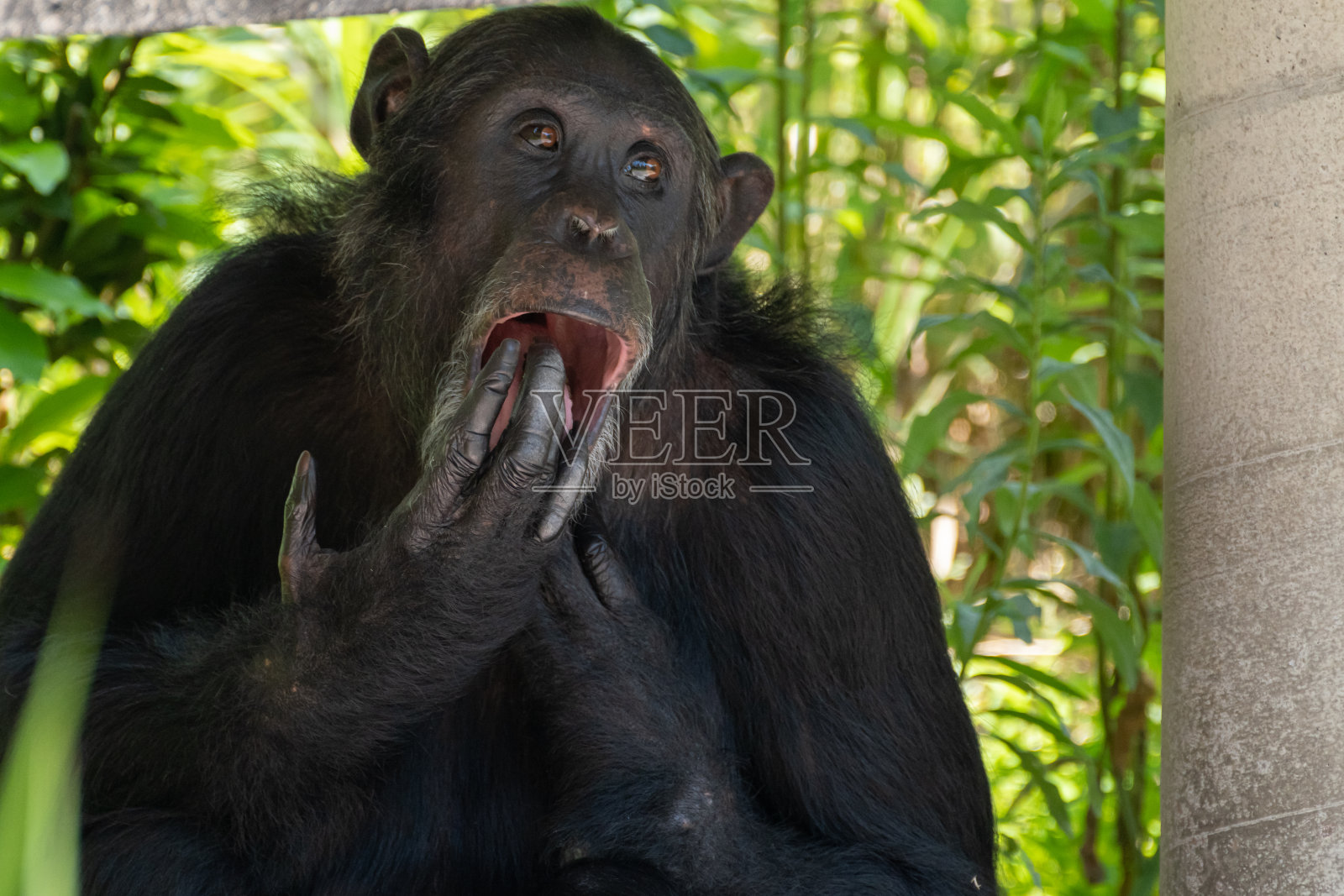 黑猩猩照片摄影图片