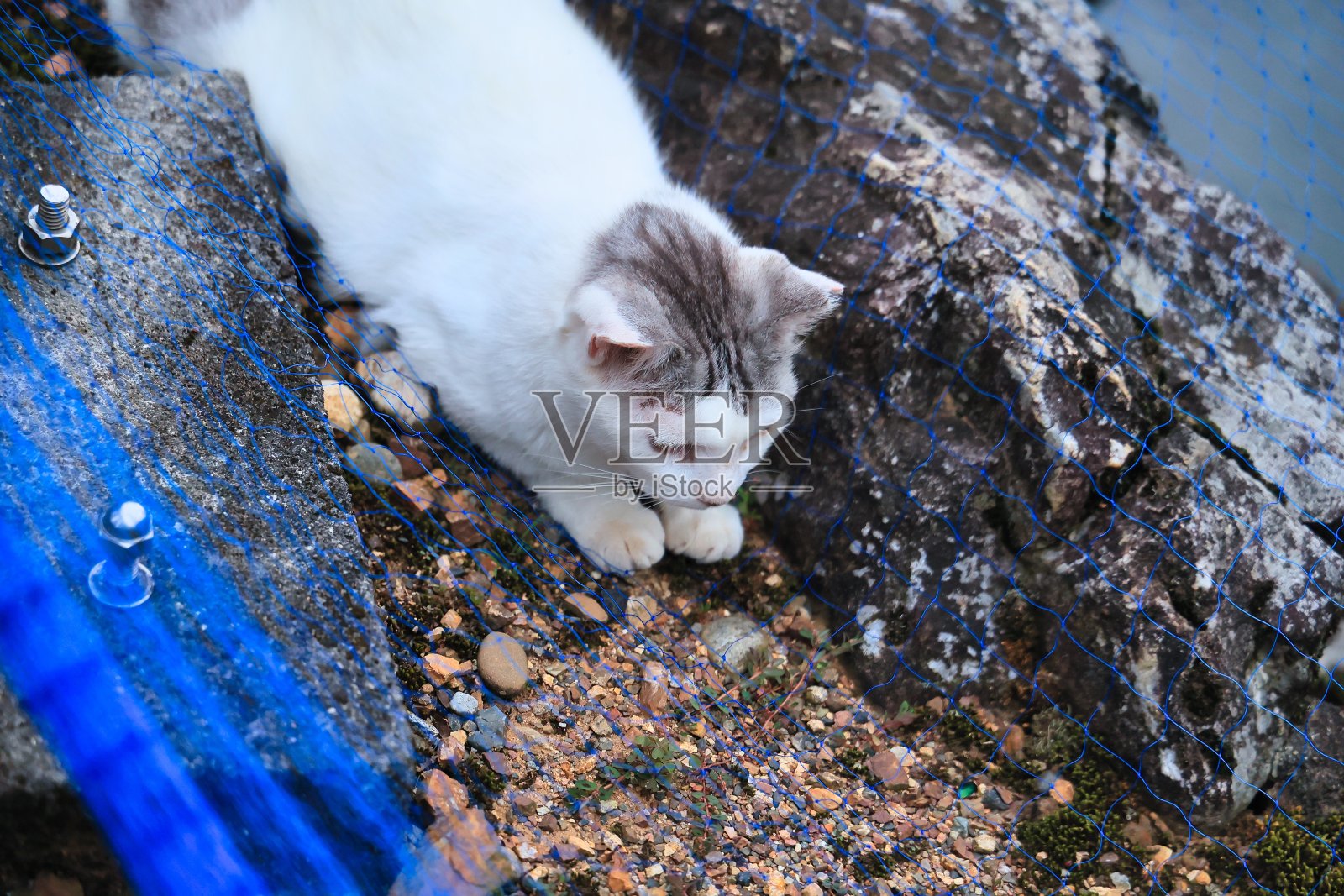 一只可爱的黑白流浪猫悠闲地度过照片摄影图片