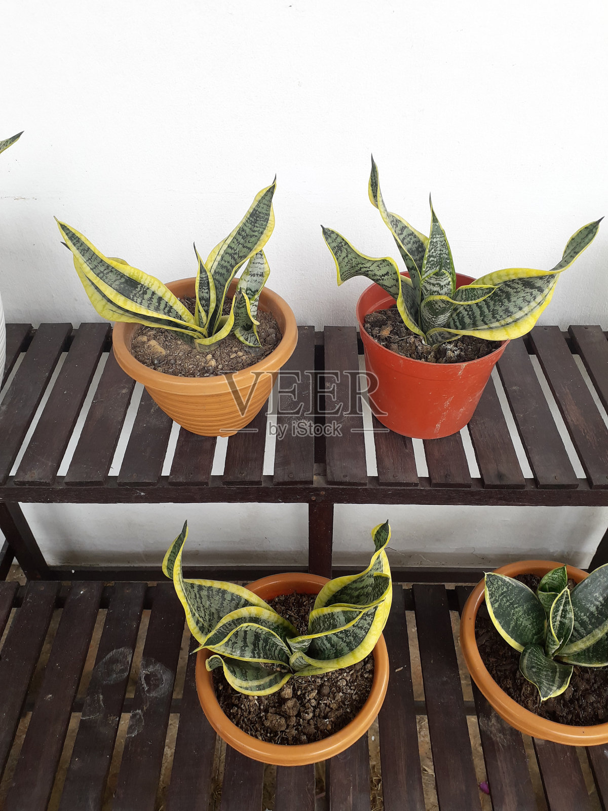 婆婆舌头,蛇植物室内植物照片摄影图片