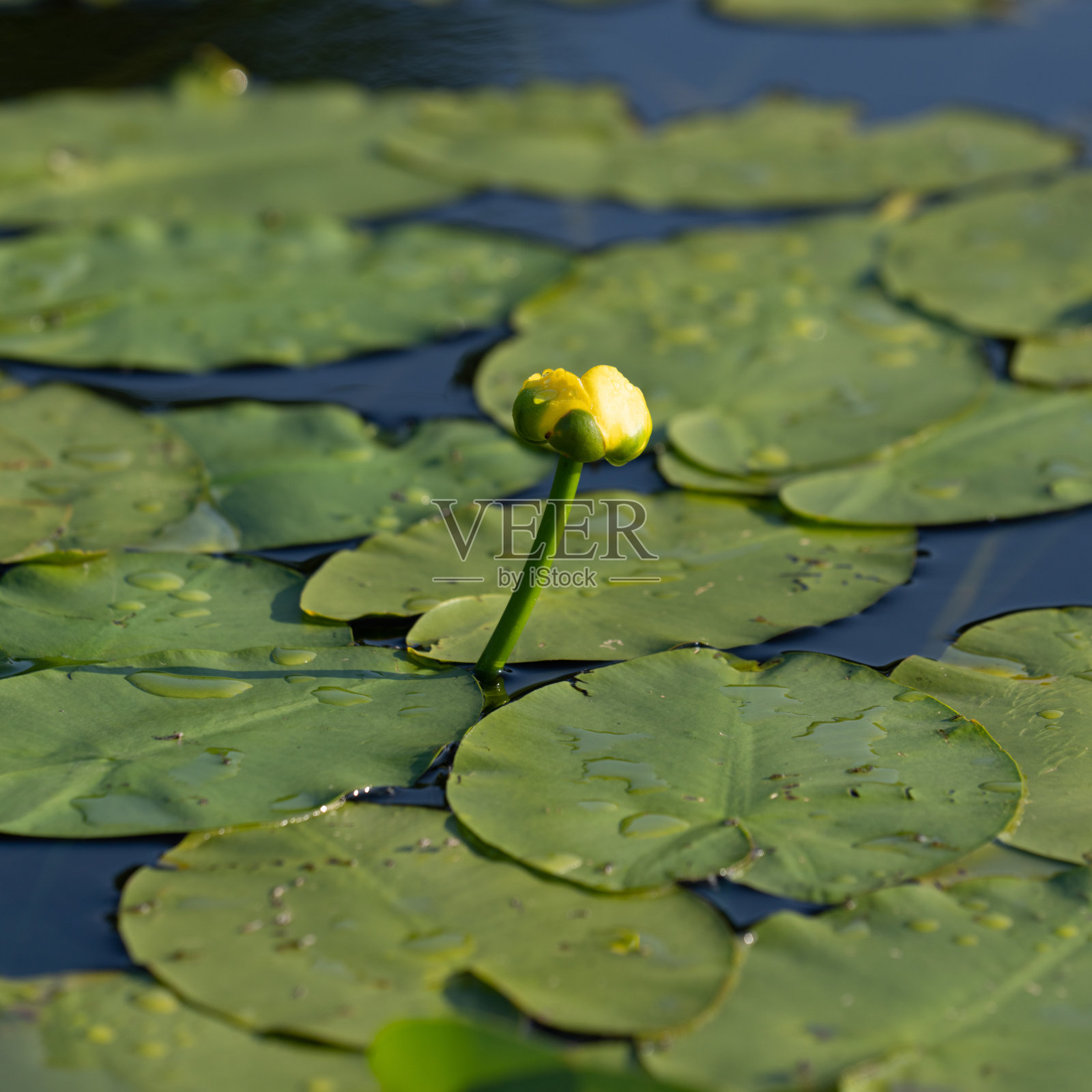 莉莉花照片摄影图片