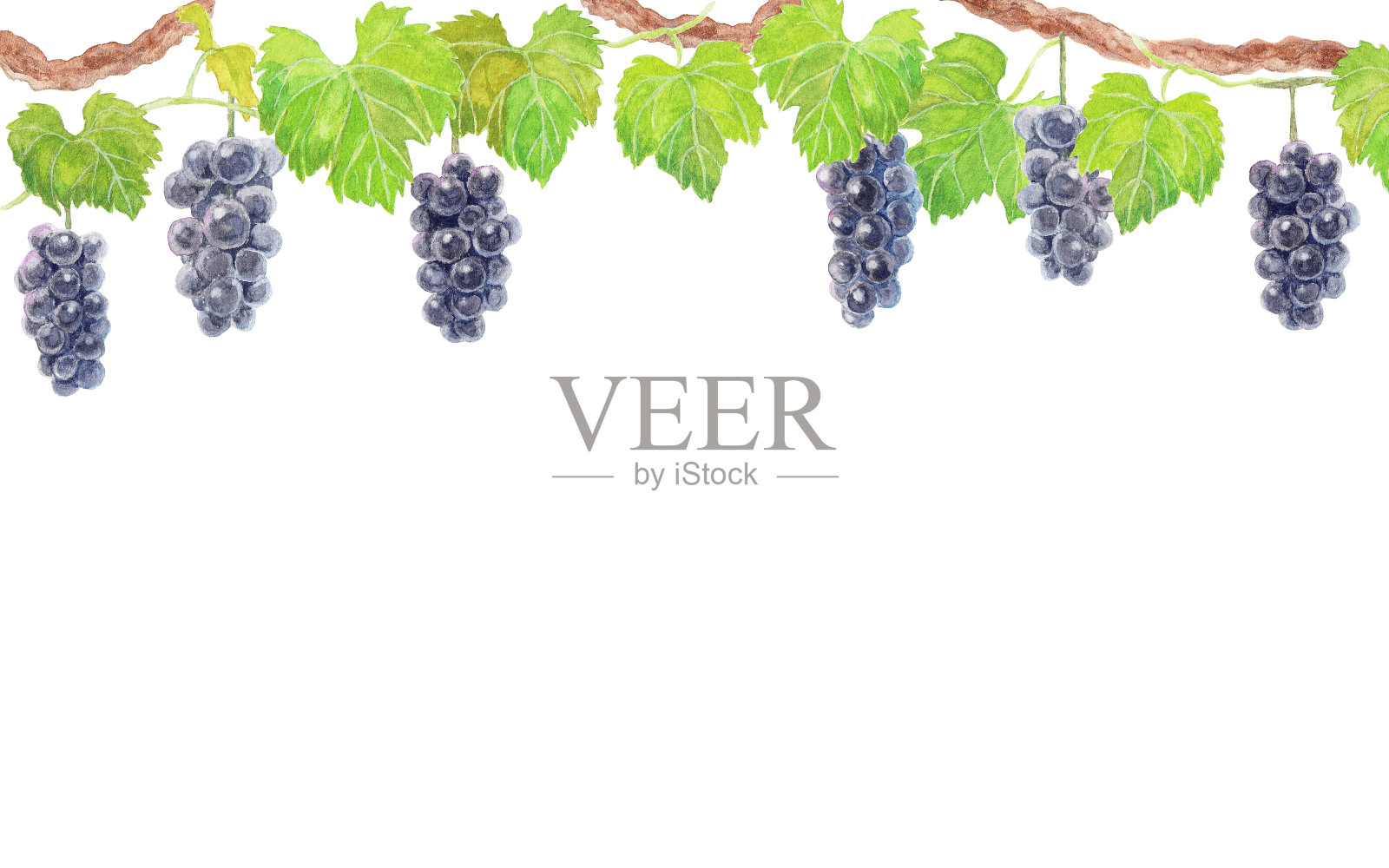 葡萄水彩插图设计元素图片