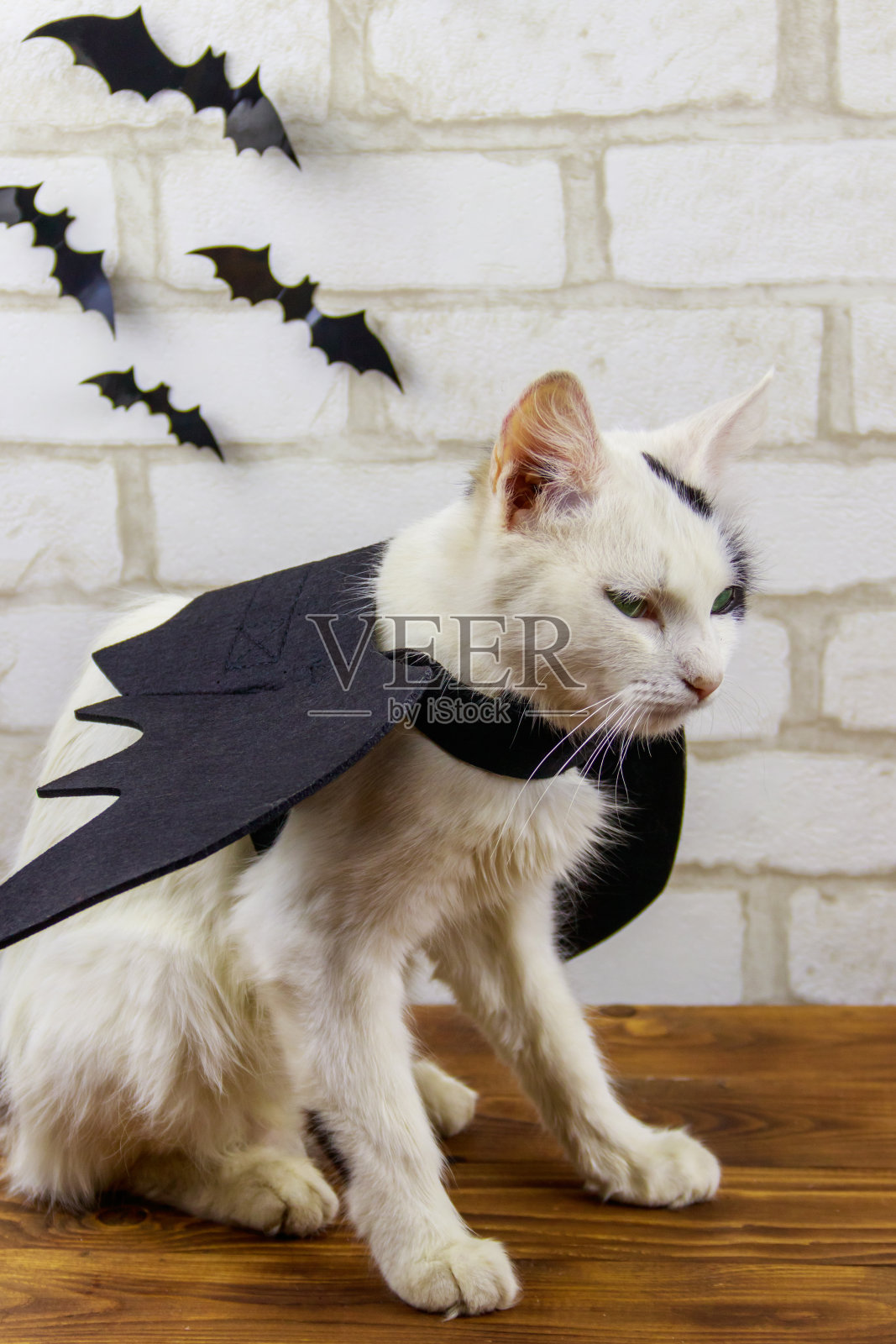 漂亮的猫穿着万圣节蝙蝠服装照片摄影图片
