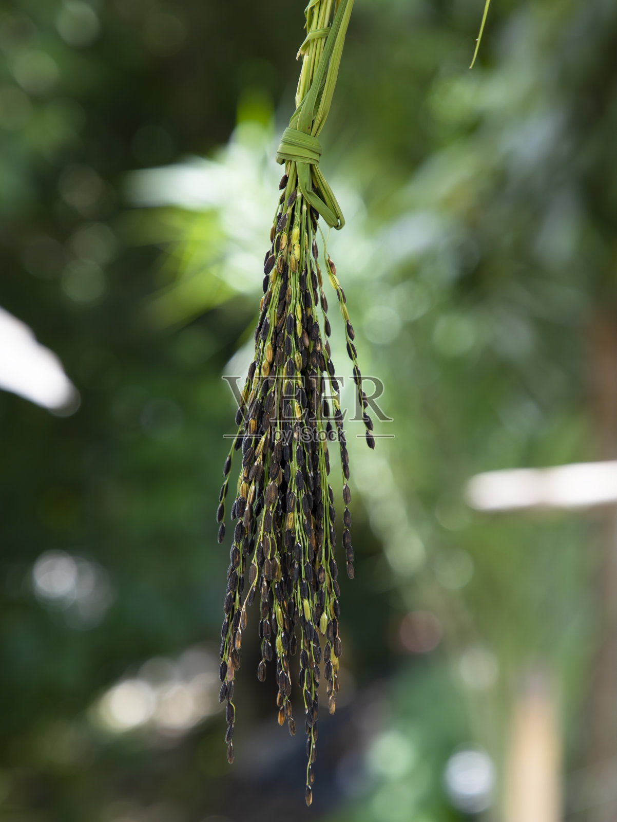 成熟的黑色水稻稻穗与模糊的背景照片摄影图片
