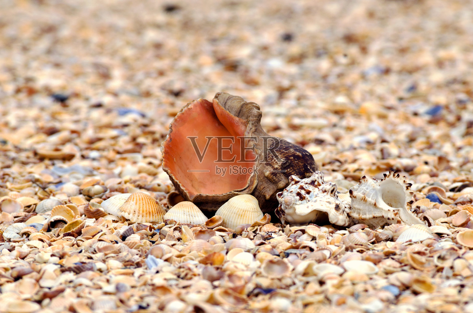 海边美丽的贝壳照片摄影图片