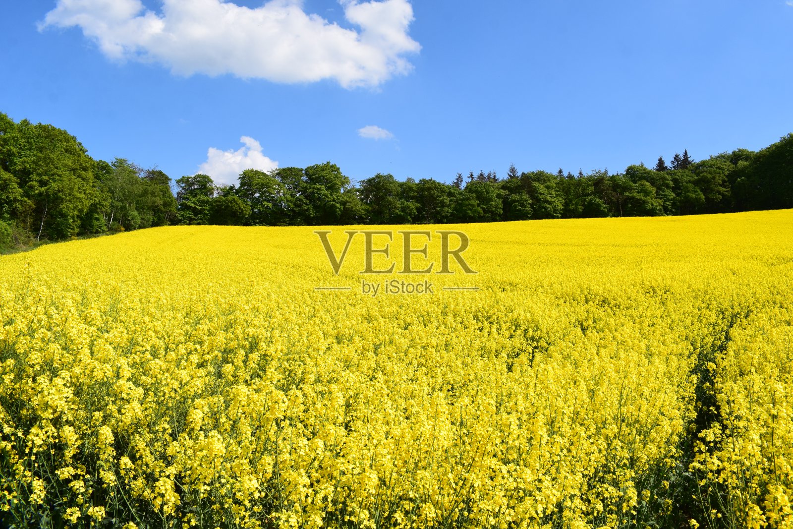 森林里黄色的田野照片摄影图片