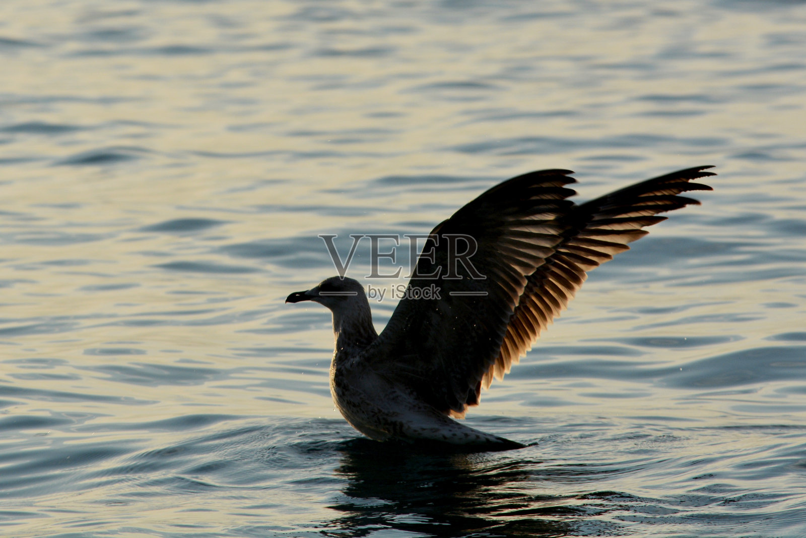海鸥和夕阳照片摄影图片