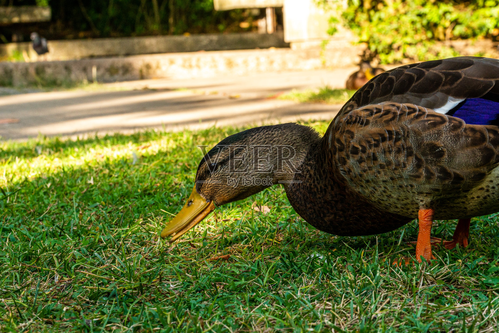 美丽的鸭子在他的自然环境照片摄影图片