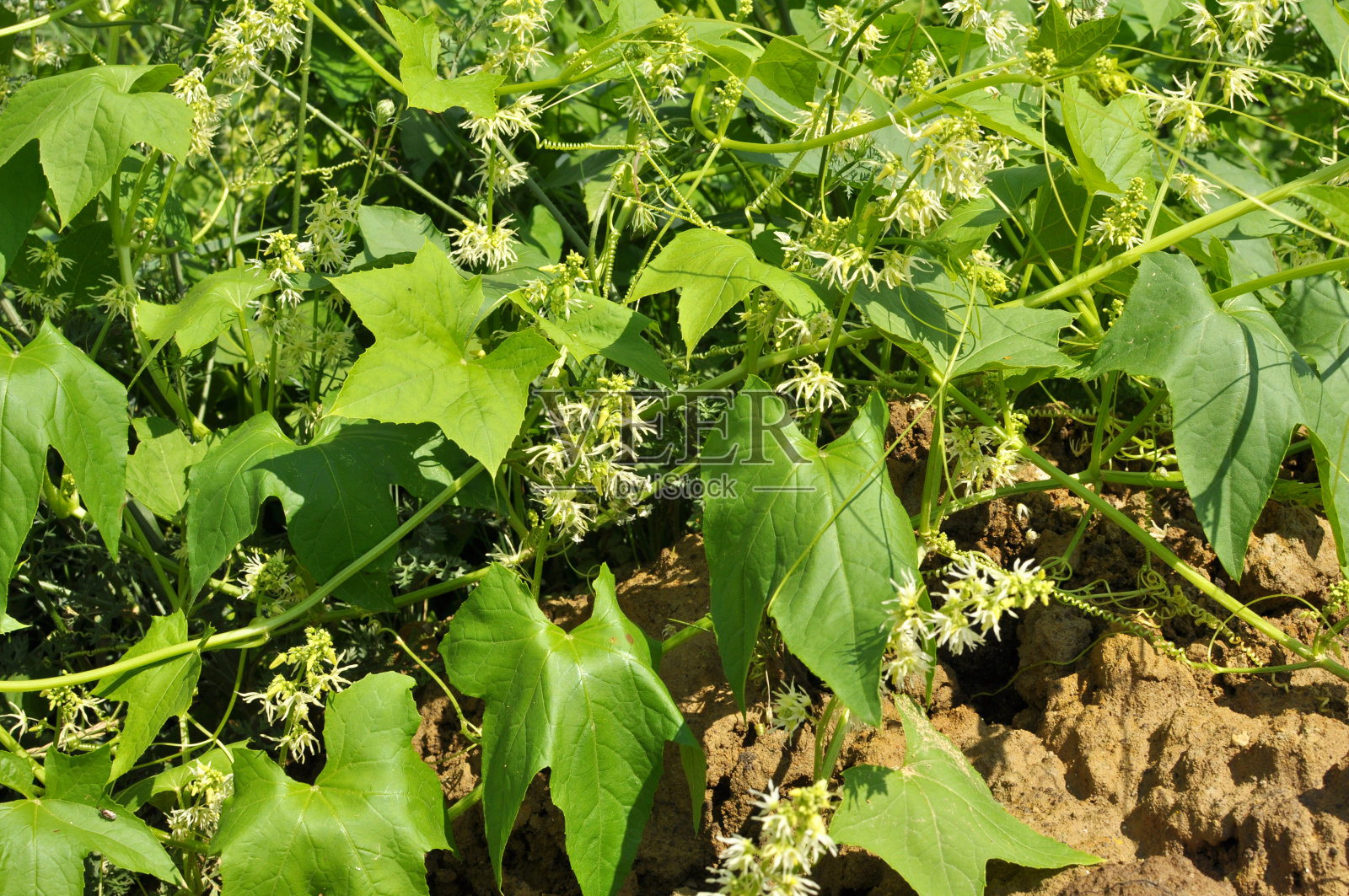野棘球蚴在野外生长照片摄影图片