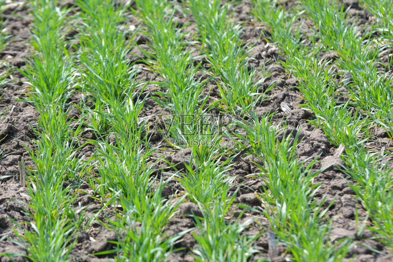 冬小麦里播种照片摄影图片