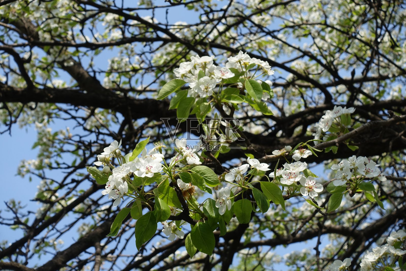 梨树四月中旬花期照片摄影图片