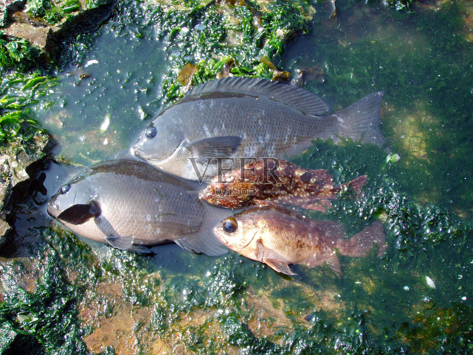 在岩岸潮上捕到大型黑鱼及其他岩鱼,配以绿色海莴苣。照片摄影图片