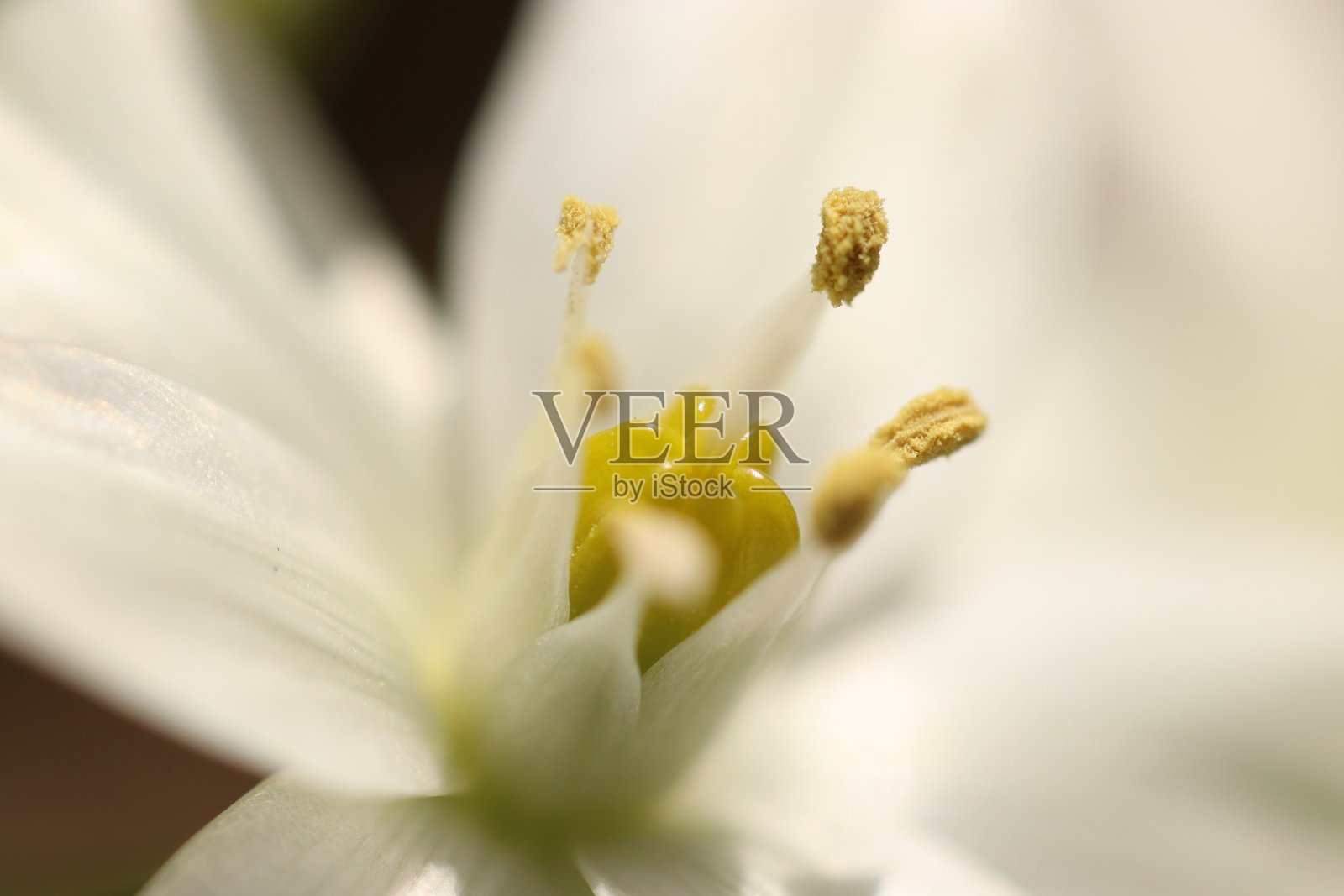 白色的“鸟”的野花,春天的特写微距照片。照片摄影图片