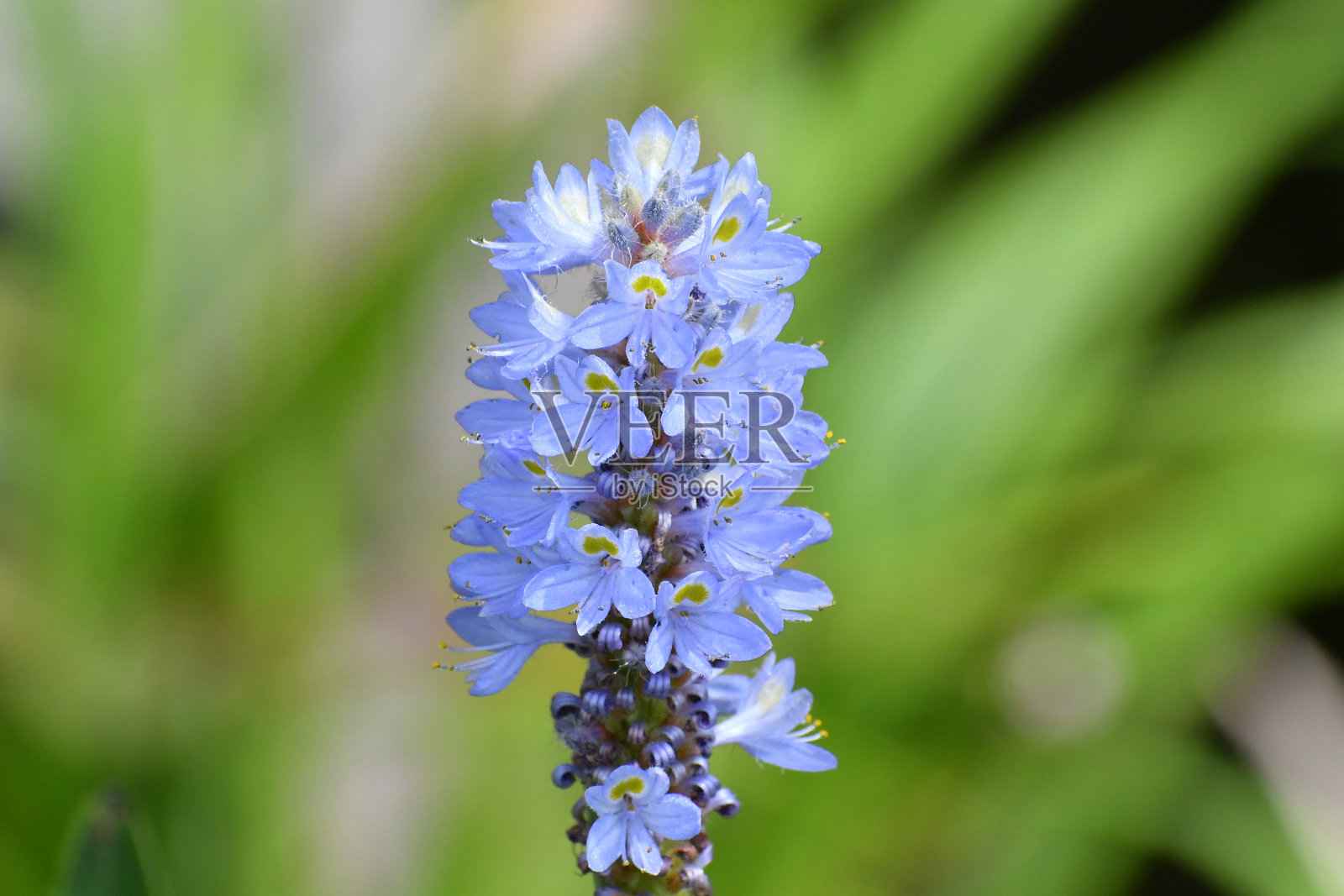 紫花植物野外特写照片摄影图片