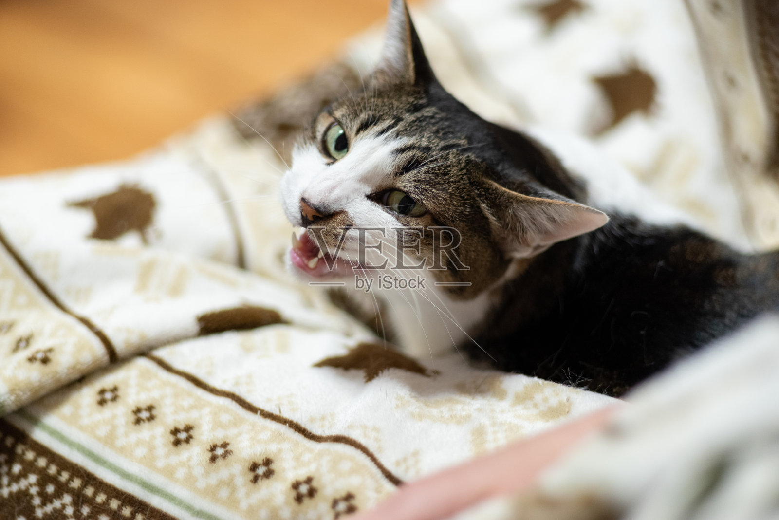 猫照片摄影图片