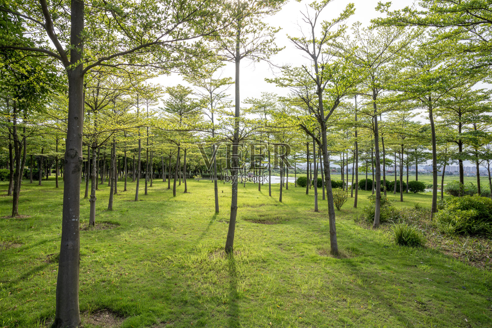 阳光穿透了公园里的树林和绿草照片摄影图片