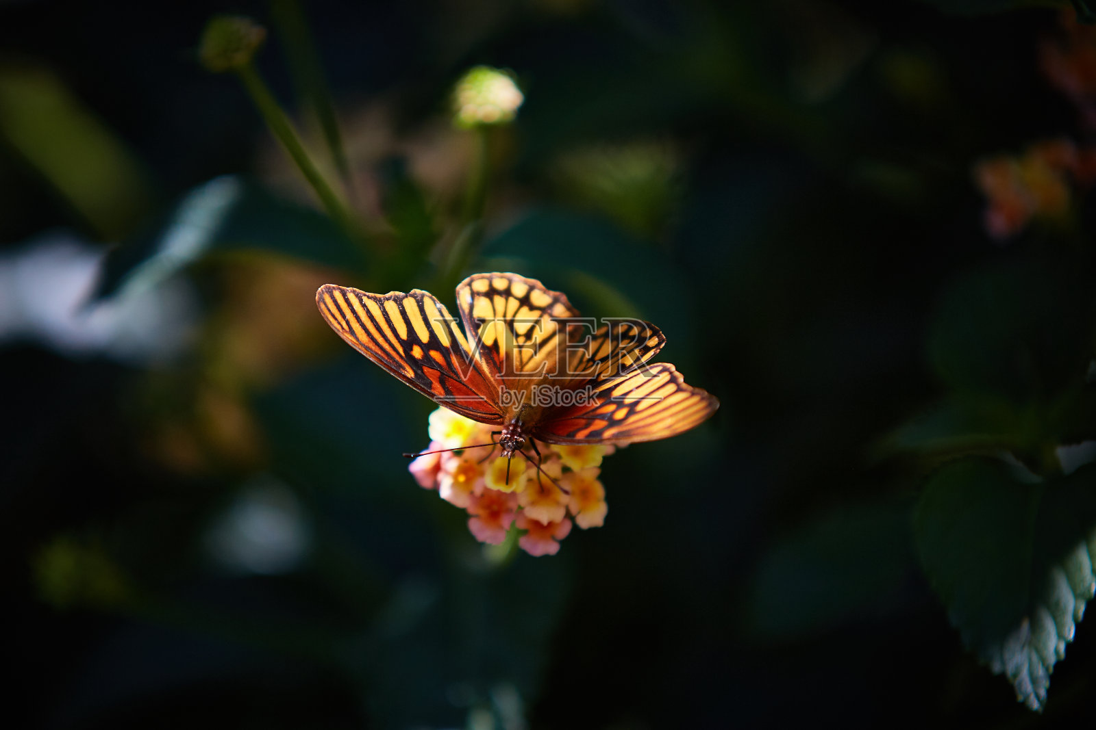 蝴蝶照片摄影图片