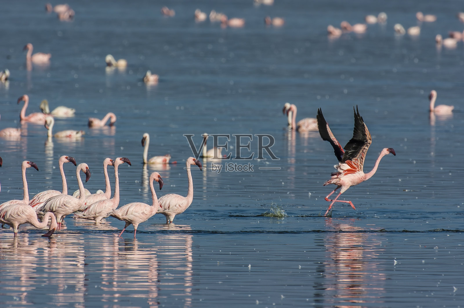 小红鹳(小火烈鸟),肯尼亚纳库鲁湖国家公园照片摄影图片