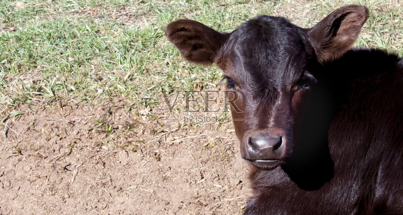 黑色小牛与copyspace照片摄影图片