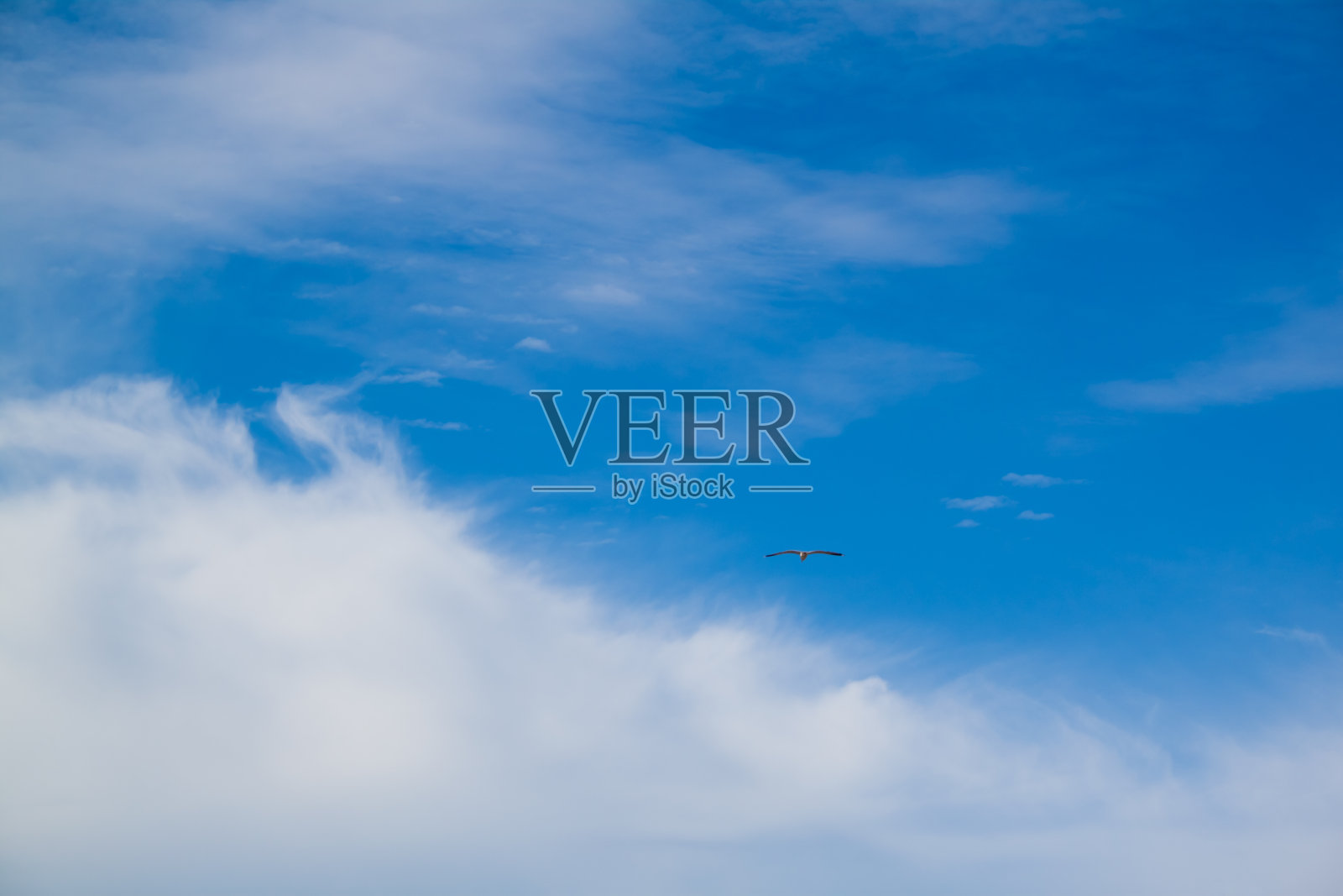 一只海鸥在蓝天白云中飞翔照片摄影图片