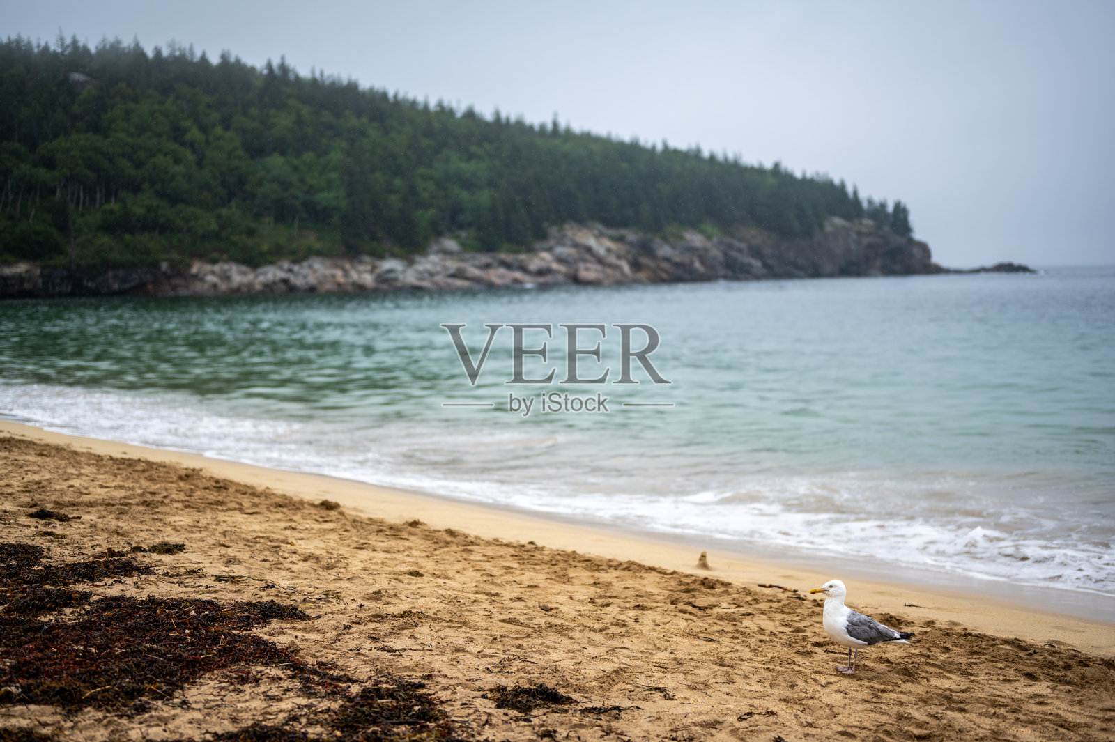 沙漠山岛东侧的阿卡迪亚国家公园的沙滩。照片摄影图片